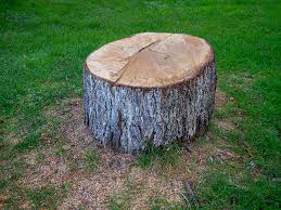Best Tree Maintenance Programs  in Penns Grove, NJ