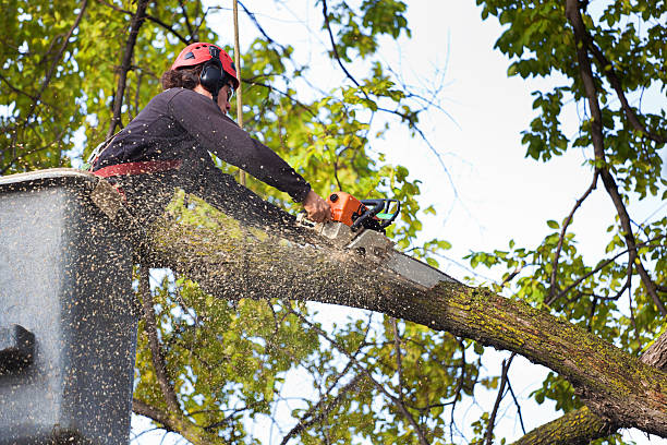Best Pest Control for Lawns  in Penns Grove, NJ