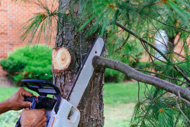 How Our Tree Care Process Works  in  Penns Grove, NJ